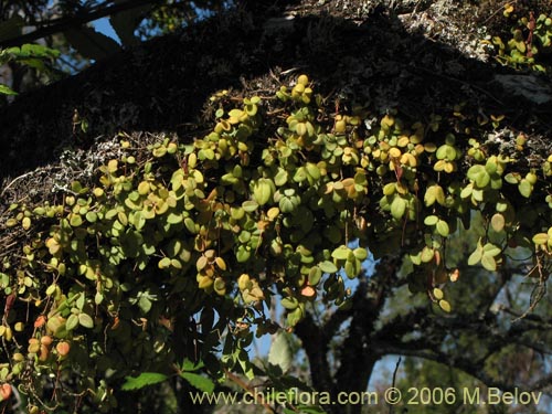 Bild von Sarmienta repens (Medallita). Klicken Sie, um den Ausschnitt zu vergrössern.